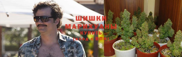 индика Гусев